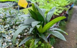 青苔养护全攻略——打造迷人盆景（从喷水到调湿，青苔养护技巧大揭秘）