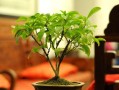 墨兰与啤酒（探究墨兰可以浇啤酒的原因及注意事项）