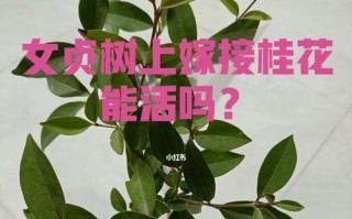 如何选择最佳时间和技术方法进行桂花芽接？（桂花芽接的关键技术和注意事项）