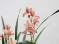 四季兰花开花后的养护方法（让你的四季兰花常年绽放）