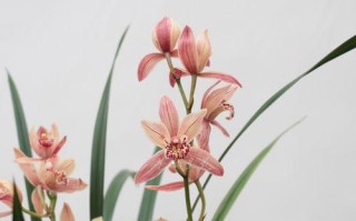 四季兰花开花后的养护方法（让你的四季兰花常年绽放）