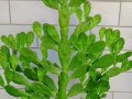 以多肉牵手观音，打造迷人花园（用心种植、精心呵护，让多肉与观音相伴相生）