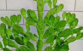 以多肉牵手观音，打造迷人花园（用心种植、精心呵护，让多肉与观音相伴相生）