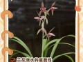 兰花养护的秘诀（打造健康美丽的兰花园）