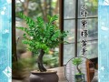 小叶紫檀叶子减少的原因及解决办法（保护小叶紫檀，让其叶子重新繁茂）