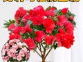 家里怎么养杜鹃花？（一起来学习杜鹃花的养护技巧吧！）