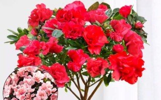 家里怎么养杜鹃花？（一起来学习杜鹃花的养护技巧吧！）