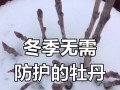室内牡丹越冬的养护技巧（掌握关键步骤，让牡丹在室内安全越冬）