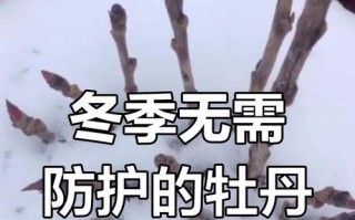 室内牡丹越冬的养护技巧（掌握关键步骤，让牡丹在室内安全越冬）