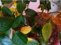 花卉黄叶原因及处理方法（探究花卉叶片变黄的原因，提供有效的处理方法）