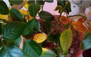 花卉黄叶原因及处理方法（探究花卉叶片变黄的原因，提供有效的处理方法）