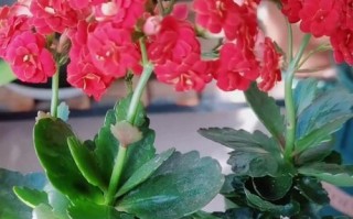 长寿花长成树了不开花怎么办？（解决长寿花长成树却不开花的问题）