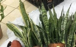 如何正确浇水金边虎皮兰（让你的虎皮兰健康成长）