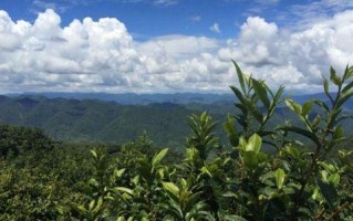 普洱茶生长环境条件及特点（探究普洱茶树的适生环境和独特品质）