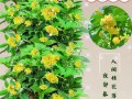 探秘桂花树的生长适宜地（从气候、土壤到环境，全面了解桂花树的生长环境）