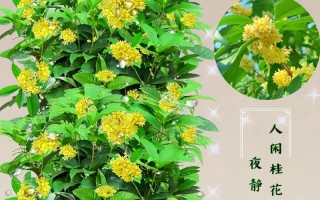探秘桂花树的生长适宜地（从气候、土壤到环境，全面了解桂花树的生长环境）