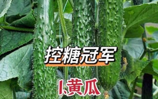 黄瓜含糖量高，你真的知道吗？（揭秘黄瓜的真面目——不仅仅是低卡蔬菜）