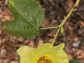 如何养护锦葵种子——打造一片锦绣花海（从播种到开花，教你轻松栽培锦葵）