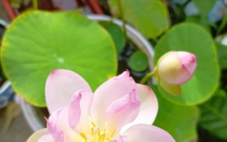 碗莲如何养才能开花多（打造花海，轻松种植碗莲）