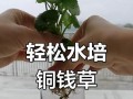 铜钱草的扦插技巧与方法（通过掌握正确的铜钱草扦插技巧，轻松繁殖你的铜钱草）