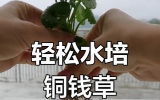 铜钱草的扦插技巧与方法（通过掌握正确的铜钱草扦插技巧，轻松繁殖你的铜钱草）