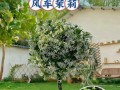 解决爬藤植物不开花问题的有效方法（为什么爬藤植物不开花？如何促进爬藤植物开花？）