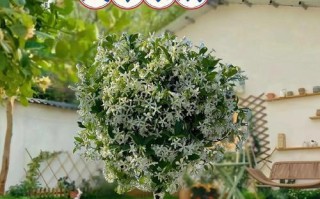 解决爬藤植物不开花问题的有效方法（为什么爬藤植物不开花？如何促进爬藤植物开花？）
