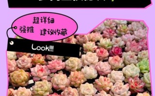 多肉元宝烂根，如何拯救？（挽救烂根的方法及注意事项）