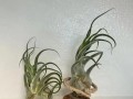 如何科学养护犀牛角花（全面解读犀牛角花的养护技巧，让你的犀牛角花健康茁壮）