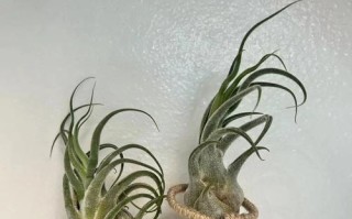 如何科学养护犀牛角花（全面解读犀牛角花的养护技巧，让你的犀牛角花健康茁壮）