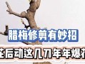 如何修剪腊梅花，让它更加茂盛？（教你快速掌握腊梅花修剪技巧，让你的腊梅花在春天更加美丽！）