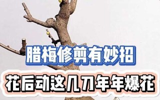 如何修剪腊梅花，让它更加茂盛？（教你快速掌握腊梅花修剪技巧，让你的腊梅花在春天更加美丽！）