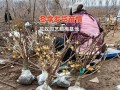 腊梅生长条件与特点（解析腊梅生长需要的温度、湿度、土壤等条件，探讨腊梅的生长特点）