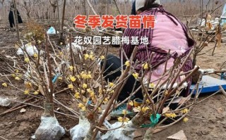 腊梅生长条件与特点（解析腊梅生长需要的温度、湿度、土壤等条件，探讨腊梅的生长特点）