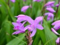 如何科学施肥，让白芨成长更健康（选对肥料，助力白芨生长）