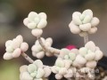 全面了解艾伦多肉的养殖方法（种植艾伦多肉，你需要知道的全部细节）