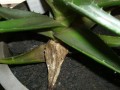 芦荟黄叶的原因和处理方法（探究芦荟叶片变黄的关键因素与解决方案）