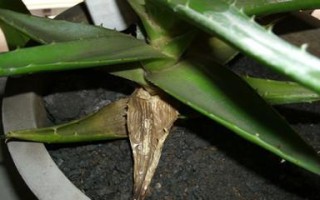 芦荟黄叶的原因和处理方法（探究芦荟叶片变黄的关键因素与解决方案）