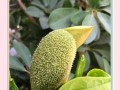 美味煲汤的秘密——菠萝蜜花瓣独具风味（探索菠萝蜜花瓣在煲汤中的独特用途）