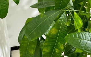 发财树黄叶怎么办？解决黄叶问题的方法与技巧（打造翠绿茂盛的发财树，保持叶片健康的秘诀）