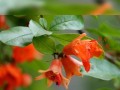 石榴树开花频率的探究（一年开几次花？了解石榴树的生长规律）