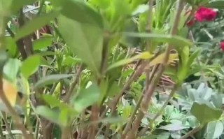以栀子花怎么扦插容易活（栀子花扦插技巧详解，轻松实现繁殖成功）