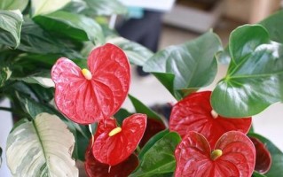 红掌的盆栽方法（如何选择合适的盆和土壤来种植红掌）