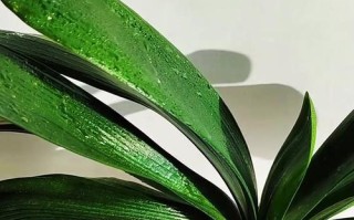 如何改善君子兰的生长不旺盛问题