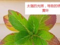 多肉植物叶片发黄原因及处理方法（探究多肉植物黄叶现象/黄叶治疗全攻略/多肉爱好者必备的护理技巧）