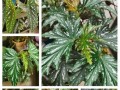 夏天如何养护竹节海棠？