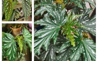 夏天如何养护竹节海棠？