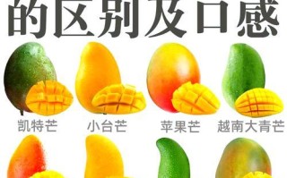 芒果的开花季节（探究芒果的花期，带你了解芒果开花的奥秘）