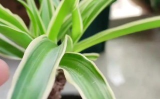 吊兰叶尖发黄怎么救？（保护吊兰叶子健康的小窍门）