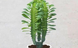 冬季龙骨黄叶的原因和对植物生长的影响（探究冬季龙骨黄叶现象的成因及对植物生态系统的影响）